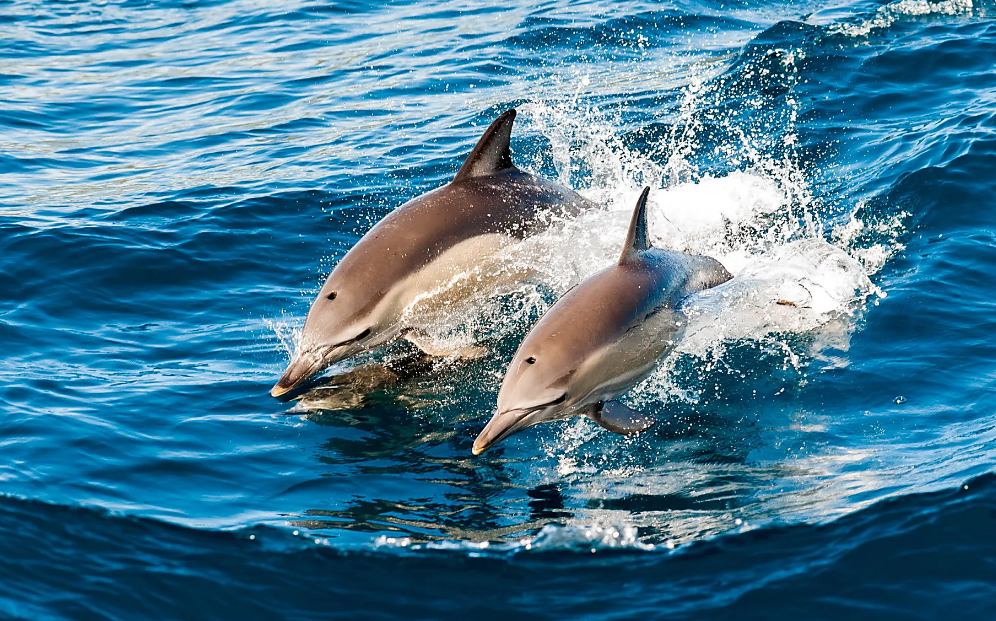 Sa Coma beach is perfect for dolphin sightings. And with the Majorca October weather still good, you can get up close and personal. 